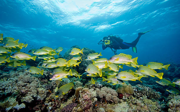 istock Sweetlips and cameraman 140469919