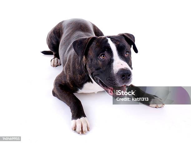 Собака Портрет — стоковые фотографии и другие картинки Американский бульдог - Американский бульдог, Горизонтальный, Животное