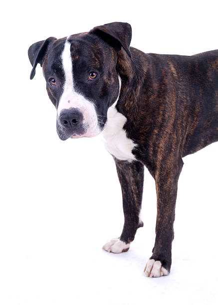 pies portret - mixed breed dog american bulldog dog isolated zdjęcia i obrazy z banku zdjęć