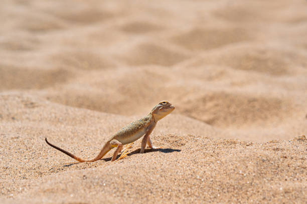 istock desert lizard toadhead agama among the sand on the dune of Sarykum 1404700128