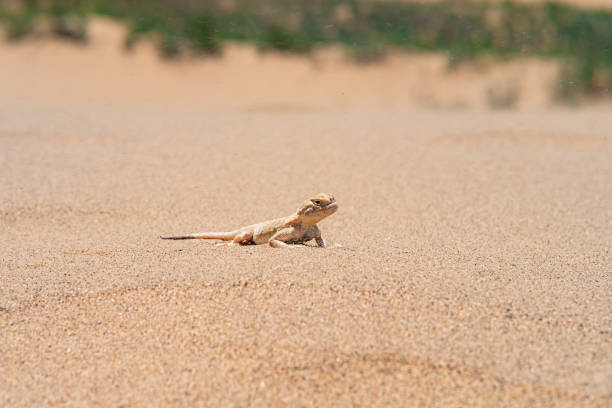 istock desert lizard secret toadhead agama (Phrynocephalus mystaceus) on the sand dune of Sarykum 1404700217