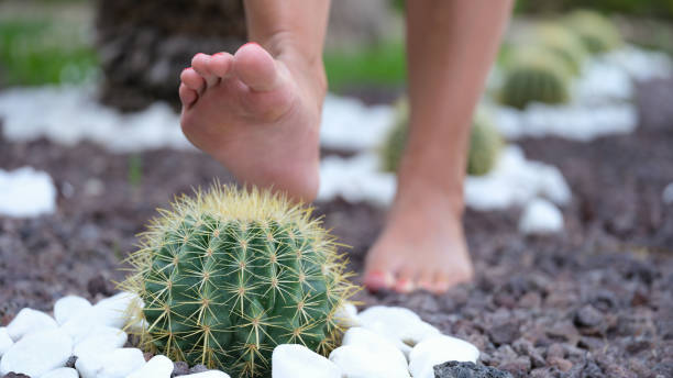 cactus trails on feet
