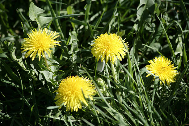 Dandelions a verde - fotografia de stock