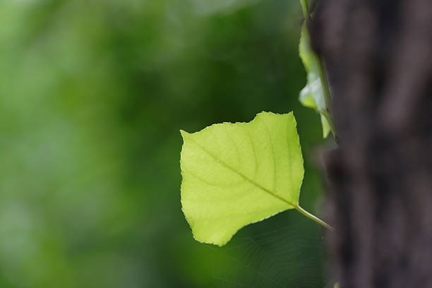 Fresh leaves stock photo