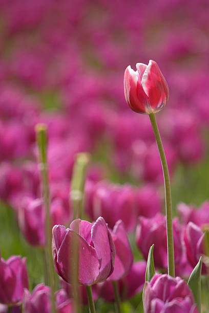 lots of purple tulips stock photo