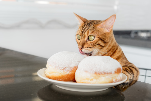 Bengal cat licks his lips when he sees a delicious jelly donut on a plate.