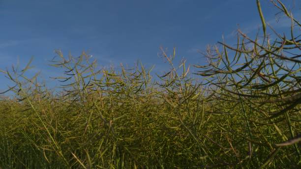 istock Green raps field close up 1404702132