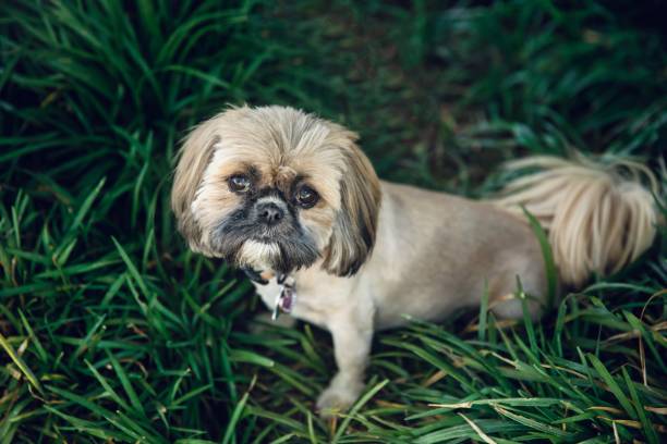 istock Shih tzu dog 1404702269