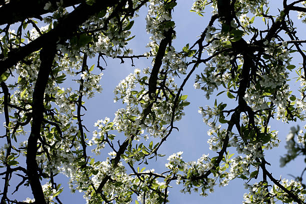 Biały Kwiat wiśni tree – zdjęcie