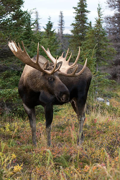 alce macho parque nacional de chugach - alce macho fotografías e imágenes de stock