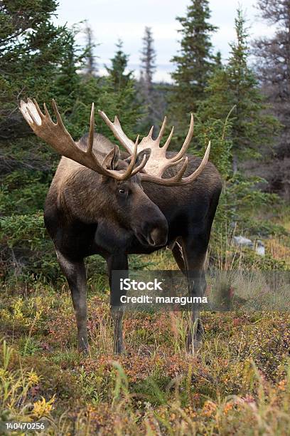 Photo libre de droit de Orignal Mâle Parc National De Chugach banque d'images et plus d'images libres de droit de Élan - Élan, Orignal mâle, Alaska - État américain