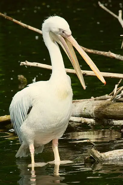 Photo of pelican close up