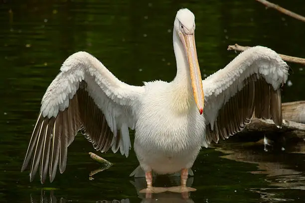 Photo of pelican with opened wings