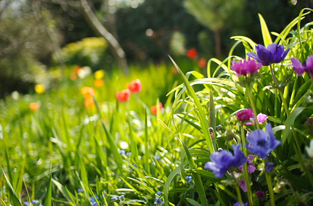 Summertime view of flowers and grass in Devon, U.K