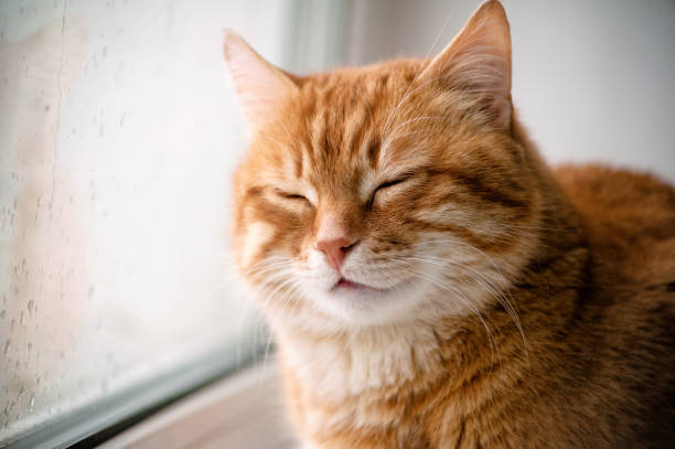 istock Big red cat sitting at the window. Portrait close-up 1404703482