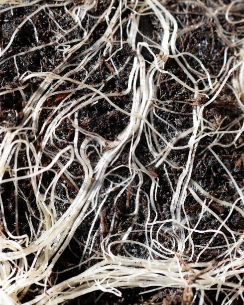 istock Plant roots in a soil, close up view 1404703681