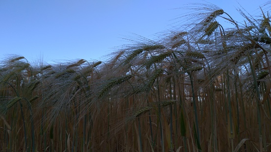 Bread field in the dark