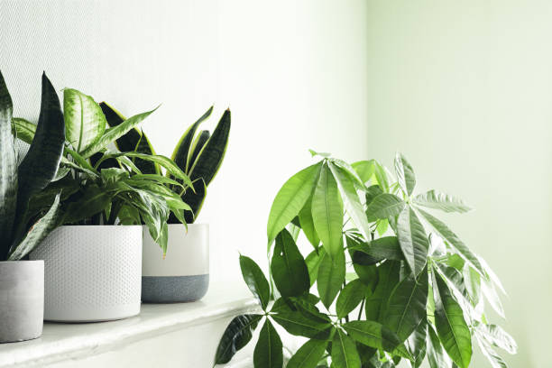 istock House plants on a white shelf 1404703816