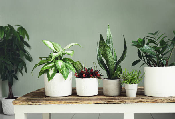 istock A variete of house plants 1404703844