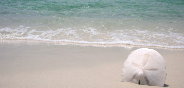 Sand dollar sitting on white sand beach