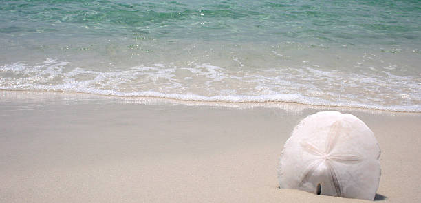 Sand Dollar Sand dollar sitting on white sand beach sand dollar stock pictures, royalty-free photos & images