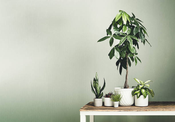istock Pachira aquatica and houseplants 1404703856