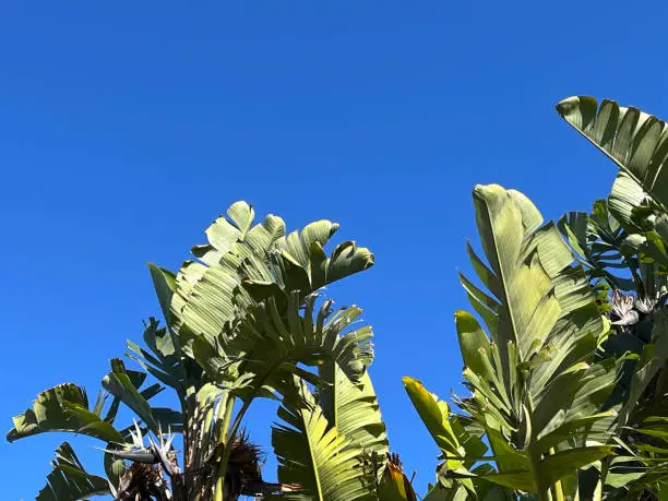 Tree-like giant bird of paradise leaves under blue sky