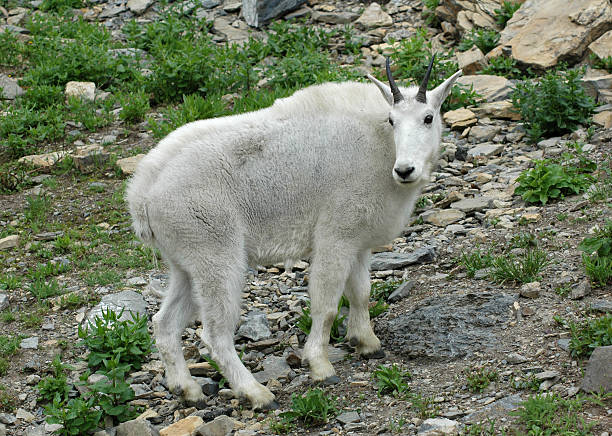 mountain goat im glacier national park - british columbia glacier national park british columbia wildlife canada stock-fotos und bilder