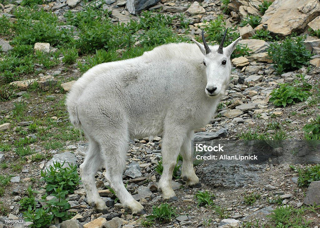 Cabra da montanha no Parque Nacional Glacier - Royalty-free Animal Foto de stock