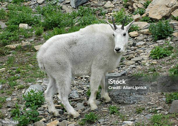 Cabra Da Montanha No Parque Nacional Glacier - Fotografias de stock e mais imagens de Animal - Animal, Animal selvagem, Ao Ar Livre