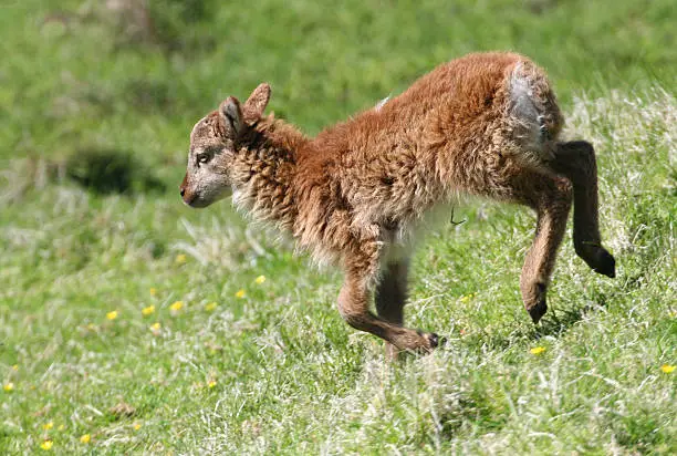 Newly-born lamb of the unique Soay breed found on St Kilda, Outer Hebrides