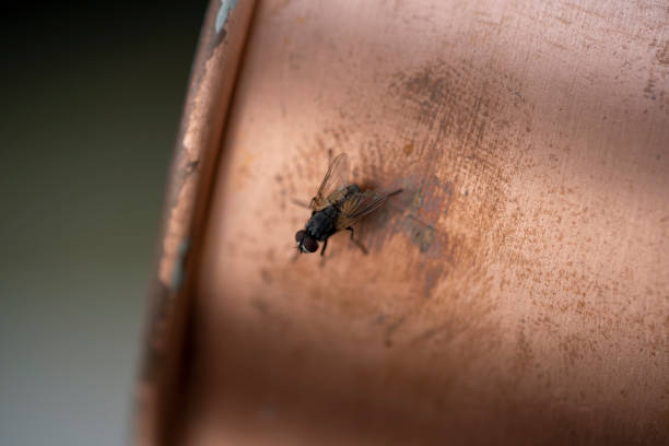 istock fly on metal cup club 1404705101