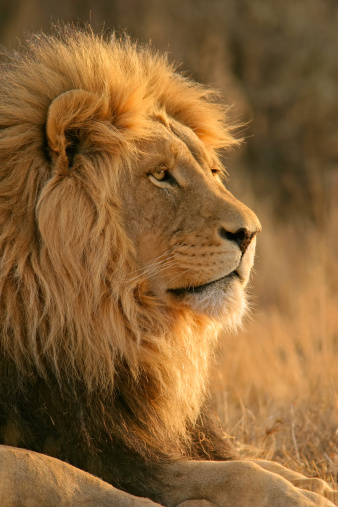a large male Lion rests near a waterhole in Southern Africa