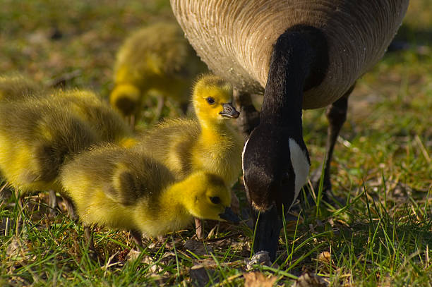 Mother Goose and Goslings Eating stock photo