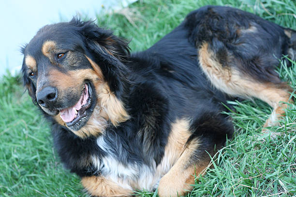 istock Beautiful large male Bernice mountain dog 140470687