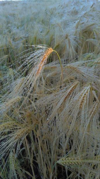 istock Wheat field after the rain 1404706933