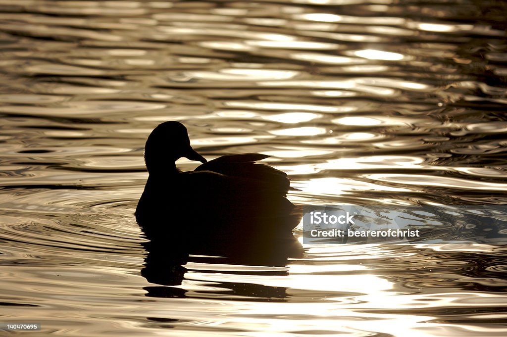 Silhueta de pato - Foto de stock de Animal royalty-free