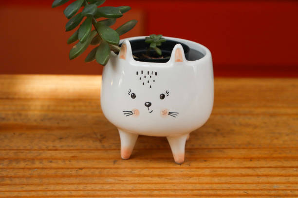 istock Plant in a cat pot B 1404706993