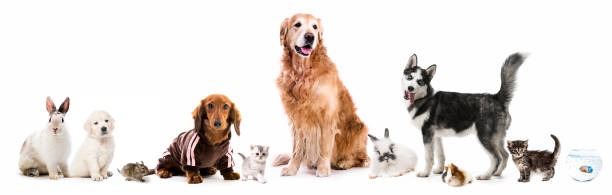 Set of fluffy pets