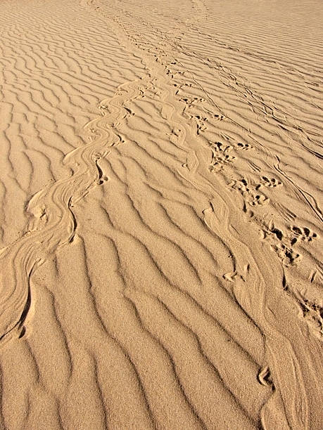 Wildlife Tracks in the Sand stock photo