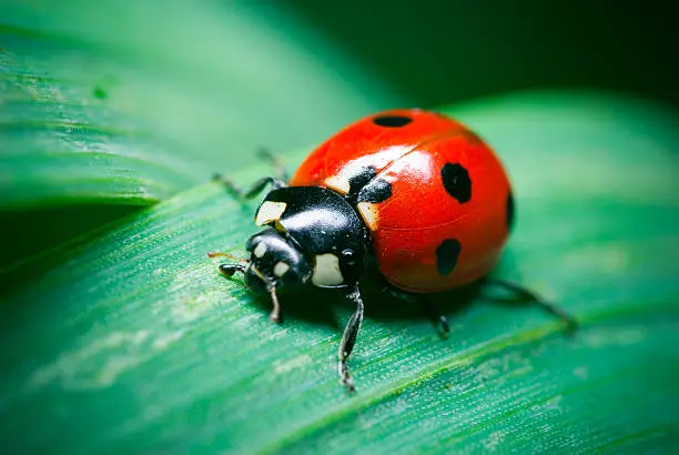 Macro photo of ladybug on grass