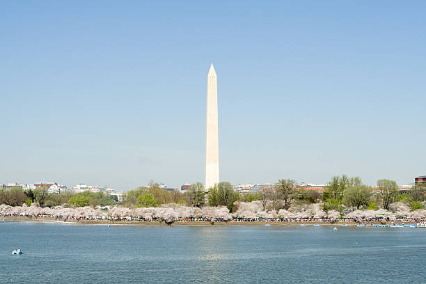 istock Washington Monument Cherry Blossoms Tidal Basin DC, USA 140470861