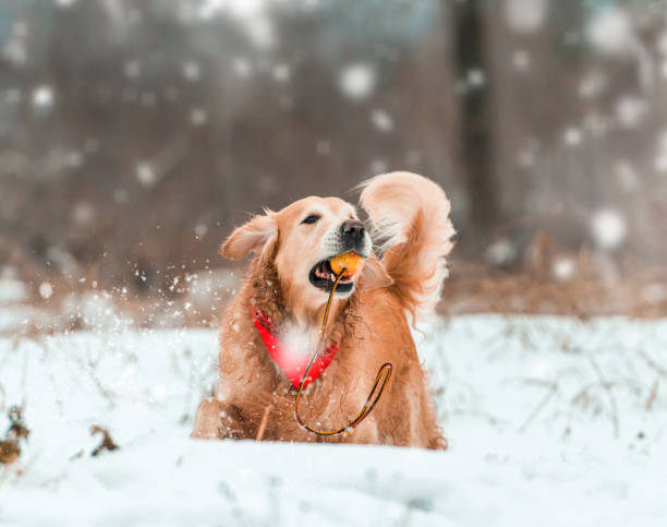 istock golden retriever walk in the park 1404708975