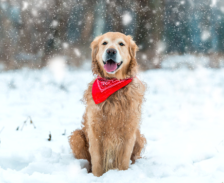 Young golden retriever sitting at the snow