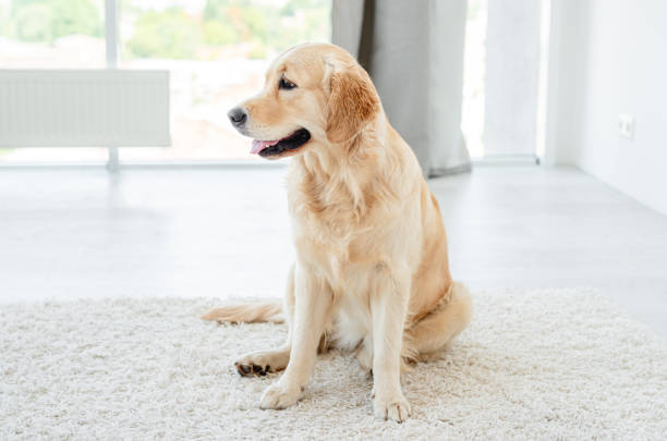 istock Golden retriever lying on light floor 1404708992