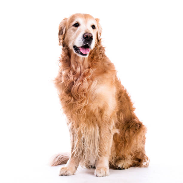 istock golden retriever sitting down - isolated over a white background 1404709004
