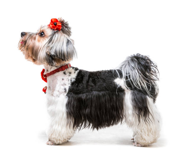 yorkshire terrier - pet grooming stock-fotos und bilder