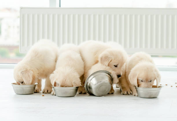istock Retriever puppies eating from bowls 1404709095
