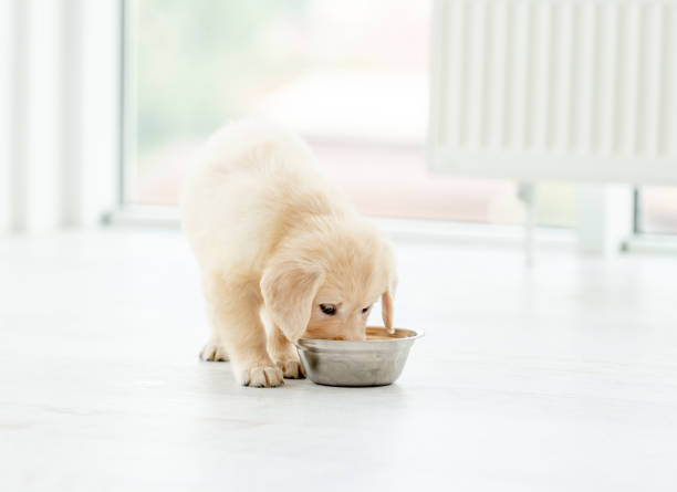 istock Retriever puppy eating from bowl 1404709100
