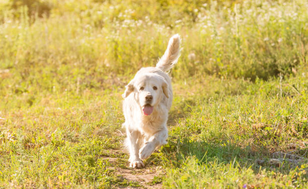 istock golden retriever meadow 1404709101